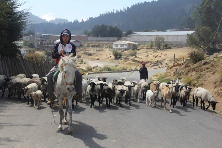 La ganadería es una actividad secundaria que se realiza en este lugar 